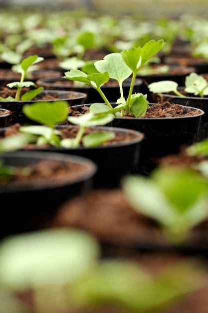 Jóvenes plántulas trasplantadas en un vivero Foto Premium