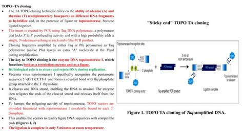 Strategies For Cloning Pcr Products Ta Cloning Topo Cloning Pdf