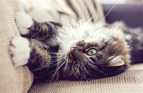 Mi gato tiene problemas para controlar la orina Qué puedo hacer