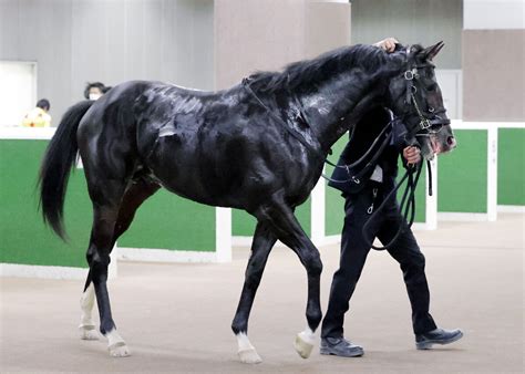 【注目馬動向】バードウォッチャーの初重賞は1月京成杯 3冠牝馬アパパネの子 Umatoku 馬トク