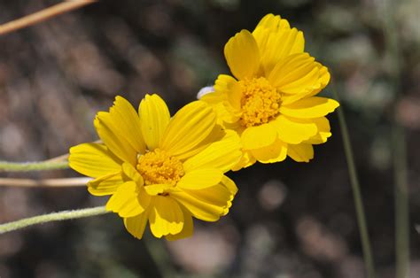 Baileya Pleniradiata Woolly Desert Marigold Southwest Desert Flora