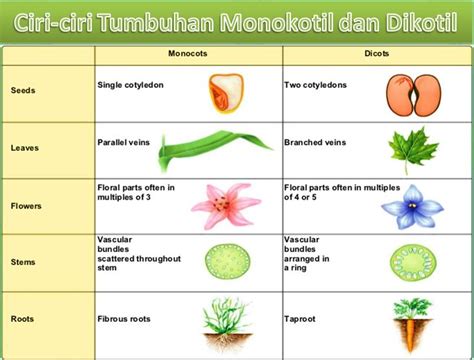 Perbedaan Monokotil Dan Dikotil Beserta Contoh Tabel Lengkap Hot Sex