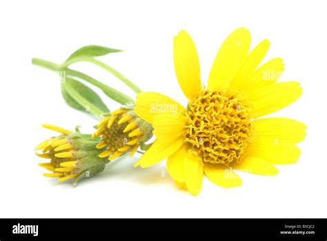 Medicinal Plant Mountain Tobacco Arnica Arnica Montana Doronicum