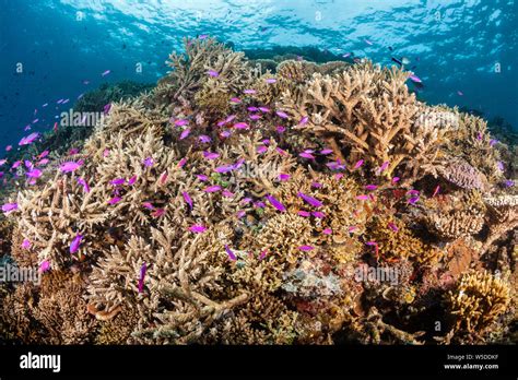 Healty Coral Reef, Kimbe Bay, New Britain, Papua New Guinea Stock Photo - Alamy