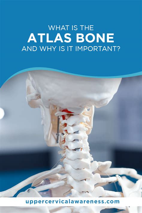 What is the Atlas Bone and Why is it Important?