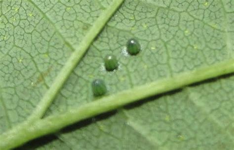wnc vegetable  small fruits news hops pest eastern comma butterfly