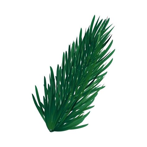 Premium Vector Vector Green Fir Tree Twig On White