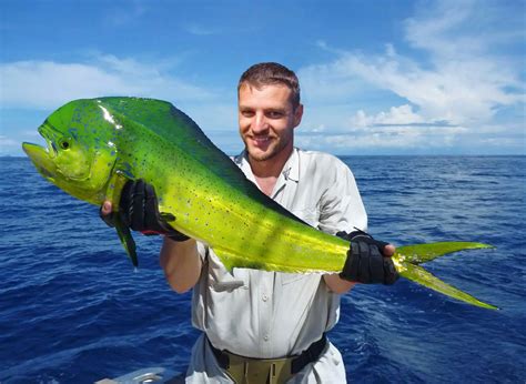 Goldmakrele Alles über den schillernden Meeresfisch Simfisch de