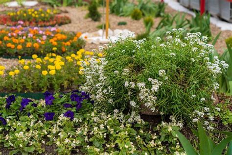 12 Best Low Maintenance Landscaping Plants For Effortless Beauty