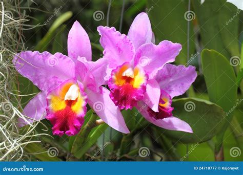 Flor Violeta De La Orqu Dea Del Cattleya Imagen De Archivo Imagen De