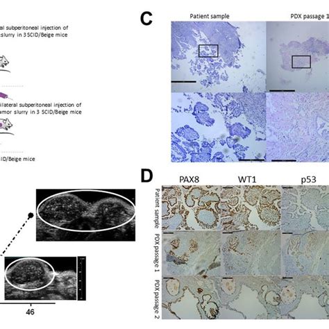 Establishment Of The Pm Pdx Model A Schematic Representation Of The