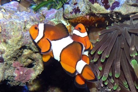 Meet our clownfish (aka Nemo!) | National Museums Liverpool