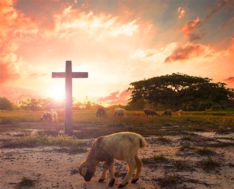 The Lamb Of God Christian Genesis Daily Devotional