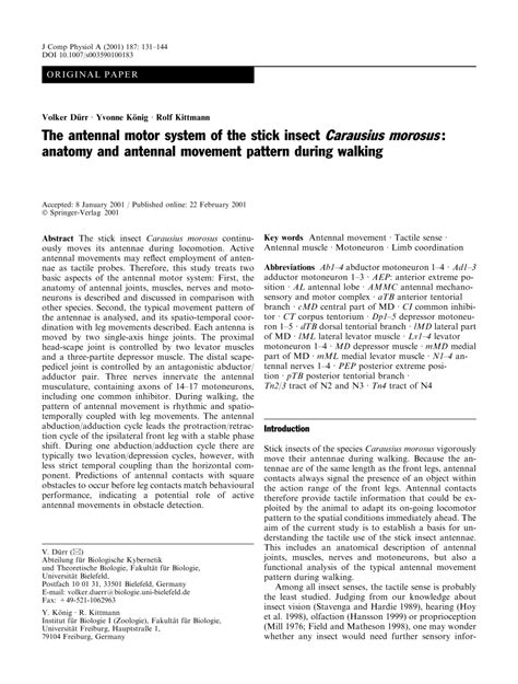 PDF The Antennal Motor System Of The Stick Insect Carausius Morosus