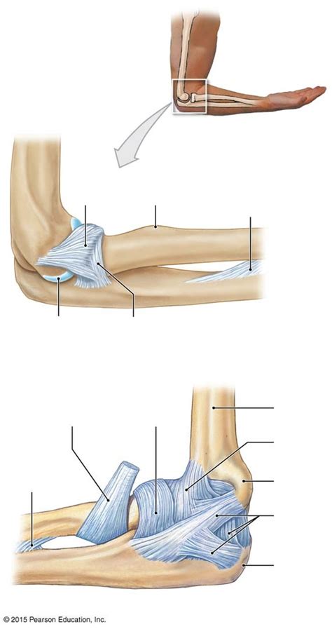 arm ligaments diagram Diagram | Quizlet