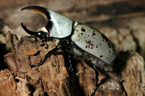 Hercules Beetles Of Kentucky University Of Kentucky Entomology