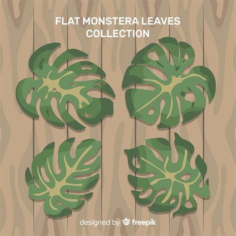 Set De Hojas De Monstera Vector Gratis