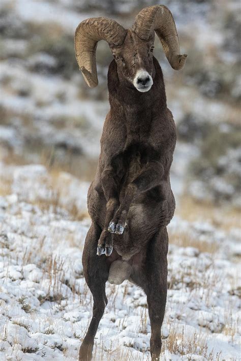 Bighorn Sheep Ram Photograph By Greg Bergquist