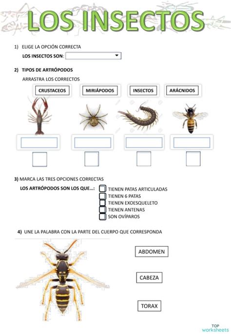 Insectos Ficha Para Imprimir Topworksheets Porn Sex Picture