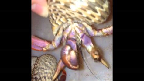 Hermit Crabs How To Identify Gender Sex Youtube