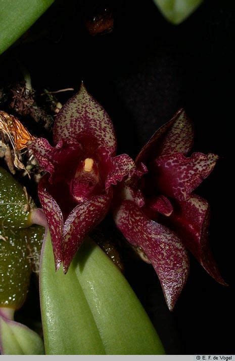 Bulbophyllum Agastor Hortus Botanicus Leiden Netherlands