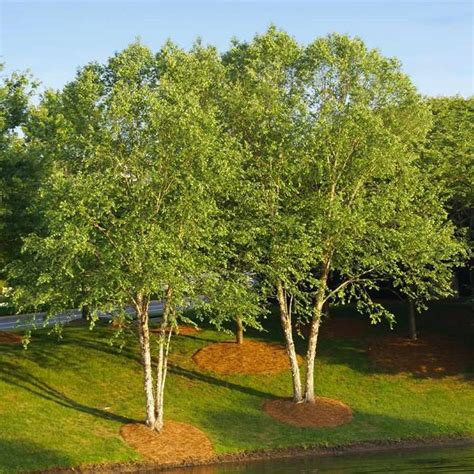 19 Best Trees For Front Yards And Near Your Home