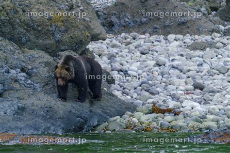 知床 羅臼 相泊ヒグマクルーズからのヒグマ 北海道知床観光の写真素材 229972852 イメージマート