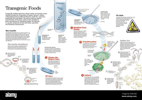 Infograf A Del Proceso De Modificaci N Gen Tica De Los Alimentos