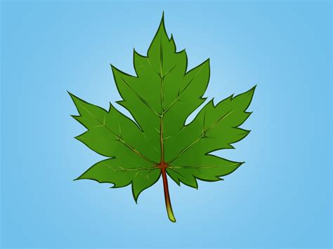 How To Draw A Maple Leaf 12 Steps With Pictures Wikihow Maple