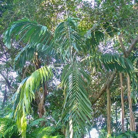 80 Popular Types Of Palm Plants Palm Plant Palm Tree Types Plants