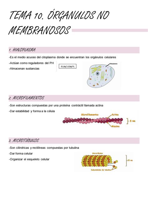 Tema 10 Órganulos No Membranosos Apuntesresumen Tema 10