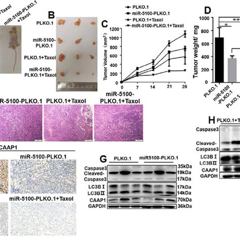 MiR 5100 Inhibits Tumorigenesis In Nude Mice A Nude Mice Injected