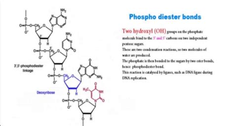 Aamc Bio Biochem Flashcards Quizlet