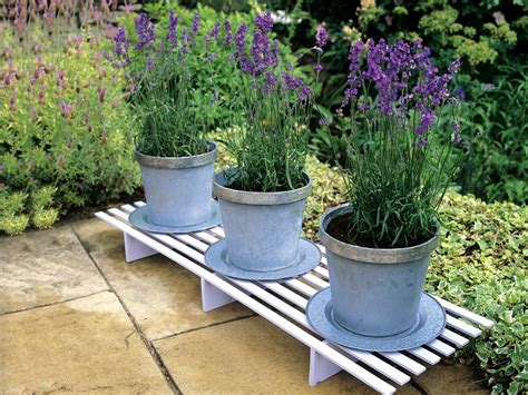 Growing Lavender In Containers How To Grow Lavender In Pot