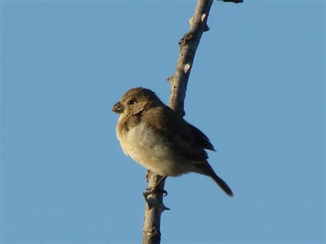 Foto Golinho Sporophila Albogularis Por Stefany Lopes Wiki Aves A