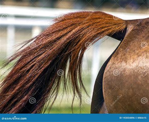 996 Arabian Horse Tail Photos - Free & Royalty-Free Stock Photos from Dreamstime