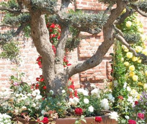 Rose Al Castello Moncalieri 18 19 Luglio 2020 Tutte Le Info Notizie