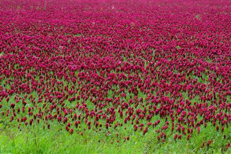 Seeds Shop Buy Red Crimson Clover Seeds Plant And Growing Guide