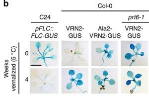 Plant PRC2 subunit VRN2 stability regulation through oxygen dependent proteolysis | Plantae