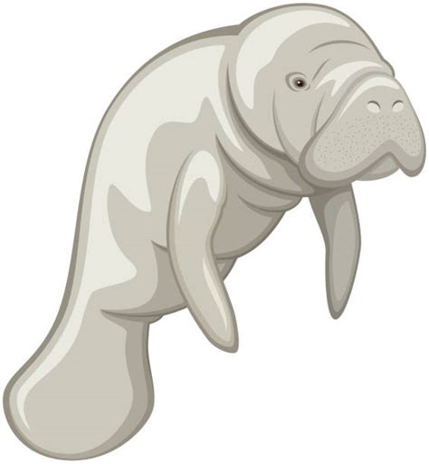 340+ Cartoon Manatee Stock Illustrations, Royalty-Free Vector Graphics ...