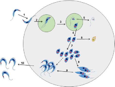 Trypanosoma Cruzi Life Cycle