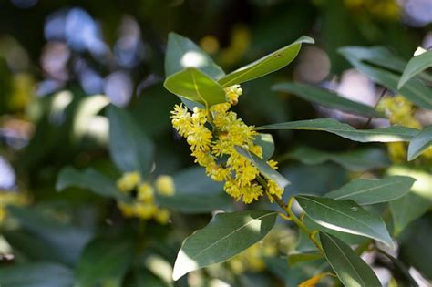 Premium Photo | The laurel is noble with yellow flowers in spring Greek laurel or sweet real ...