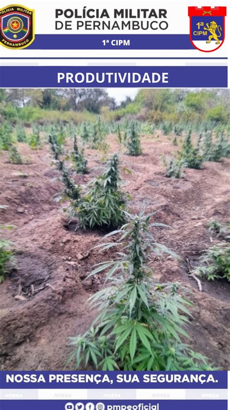 PM incinera cerca de 38 mil pés de maconha Polícia Militar de Pernambuco