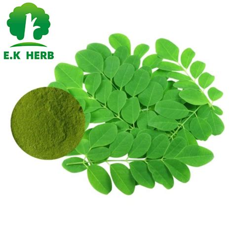 E K Herb Plant Extract Factory 100 Pure Natural Moringa Oleifera