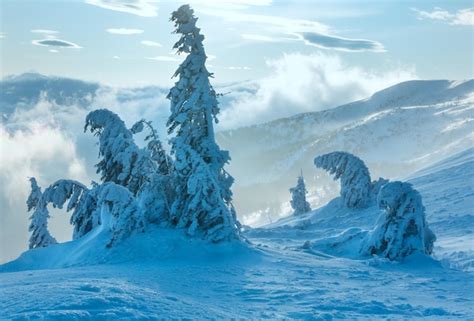 Abetos Nevados Helados Inclinados En La Colina De La Ma Ana Del