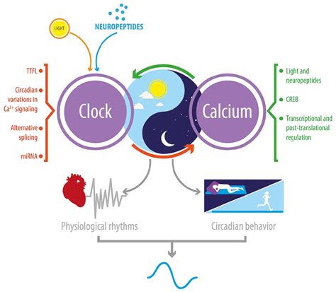 Frontiers Reciprocal Relationship Between Calcium Signaling And