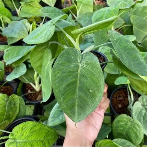 5 Secrets Of Growing Syngonium Podophyllum Batik At Home