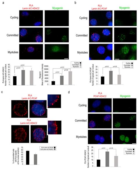 Lamin A C Binds Both PCAF And HDAC2 In Committed C2C12 Cells A Lamin