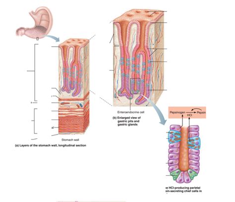 Stomach Layers Diagram | Quizlet