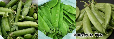 What Is The Difference Between Shelling Peas Snow Peas And Snap Peas Cultivate To Plate